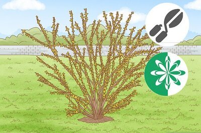 How to Prune Forsythia