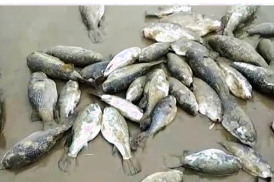 Panic Among Fishermen, Locals as Thousands of Dead Fish Surface on Bengal’s Digha Beach