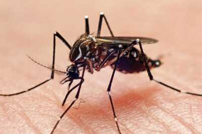 New Research Shows Chikungunya Virus' Invisibility Shield May Lead To Vaccines Or Treatments