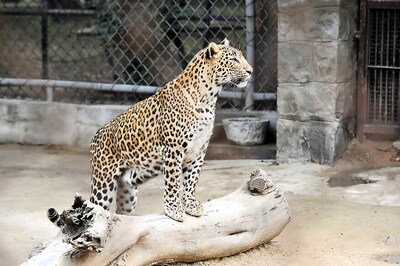 Leopard Enters Maruti's Manesar Plant