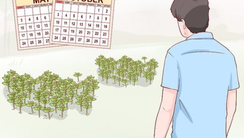 How to Harvest Chickweed
