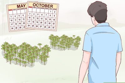 How to Harvest Chickweed