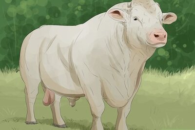 How to Identify Charolais Cattle