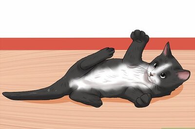 How to Help Cats Become Friends