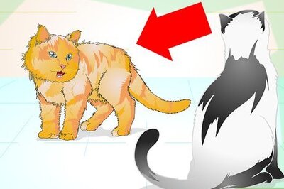 How to Properly Deal With an Aggressive Cat