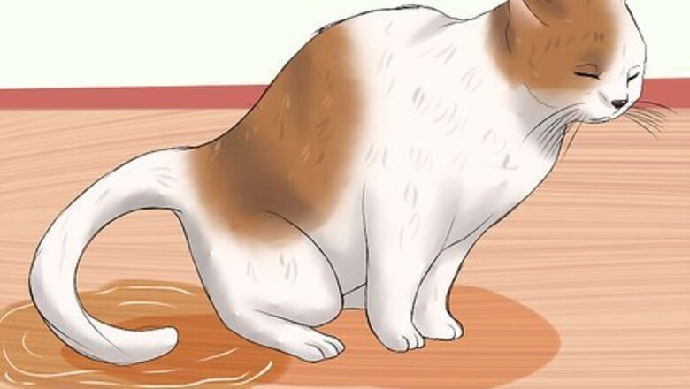 How to Know if a Cat Is Stressed