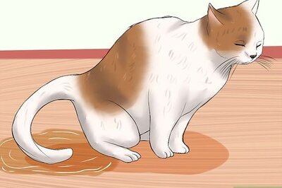 How to Know if a Cat Is Stressed