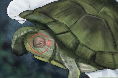 How to Diagnose Vitamin A Deficiency in Reptiles