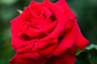 Scent of Rose Improves Learning and Sleeping