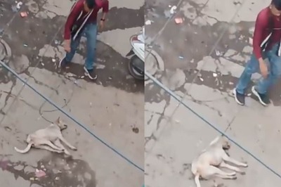 Delhi Man Strangles Dog With Wire In Shocking Video