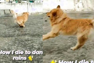 WATCH: Elated Pet Dog Runs to Terrace to Enjoy The Rain
