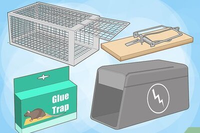 How to Get Rid of Rats Without Harming the Environment