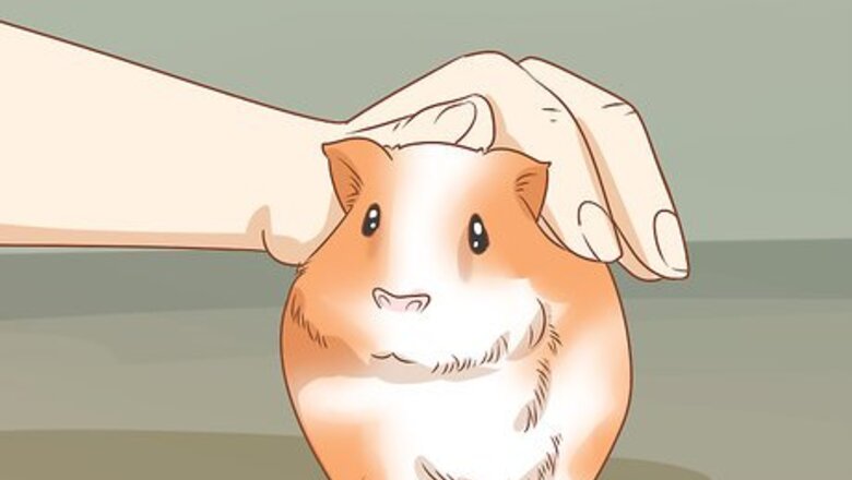 How to Get Your Guinea Pig to Eat a Treat Out of Your Hand