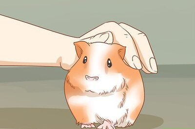 How to Get Your Guinea Pig to Eat a Treat Out of Your Hand