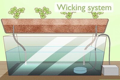 How to Grow Hydroponic Strawberries