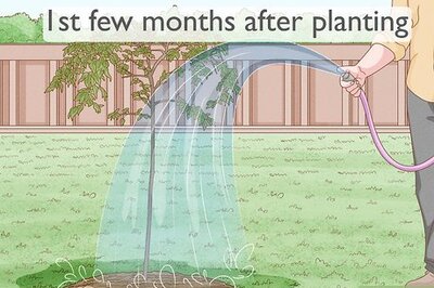 How to Care for a Weeping Cherry Tree