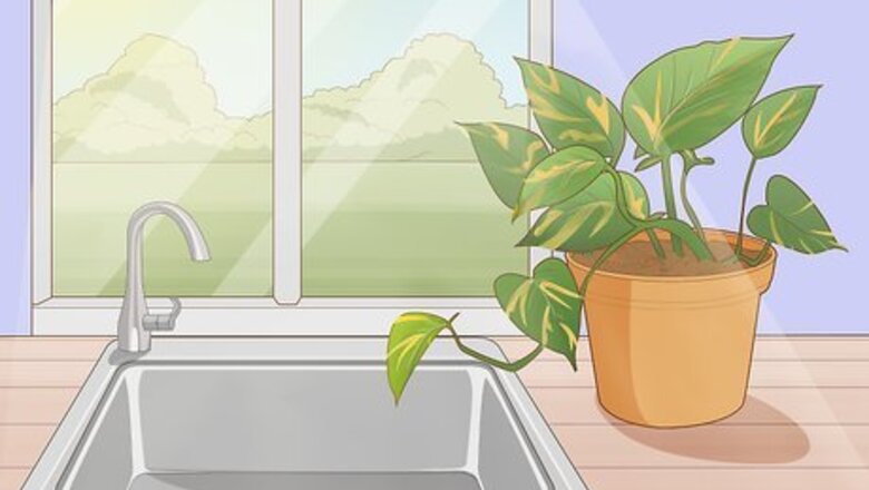 How to Care for a Golden Pothos
