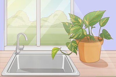 How to Care for a Golden Pothos