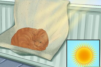 How to Catify Your Home for a Senior Cat