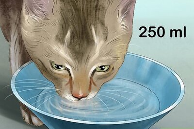 How to Stop a Cat from Drinking from Odd Places