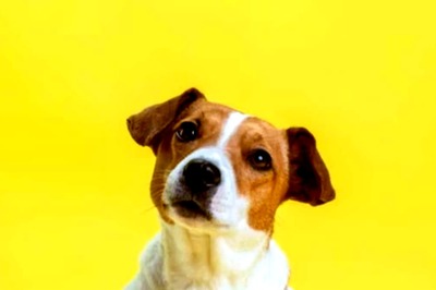 This Matrimonial Site, Developed By A Veterinarian, Finds Partners For Breeding Pet Dogs