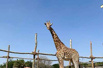 Gauri, The Lonely Giraffe At Bannerghatta National Park, Finally Gets A Companion
