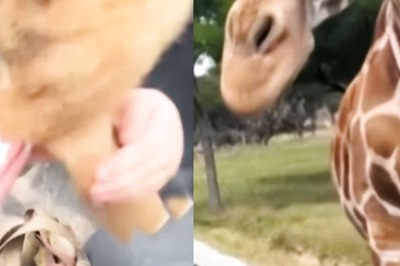 On Camera, Giraffe Lifts Toddler In Air For Snacks At Texas Wildlife Centre; Authorities React