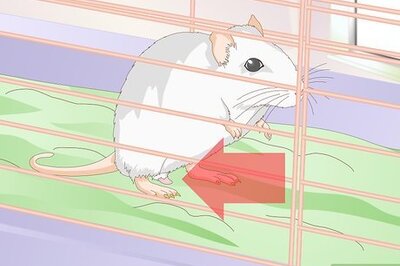 How to Treat Mice With Penile Prolapse