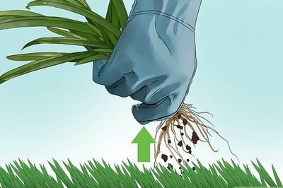 How to Get Rid of Weeds Without Killing Grass