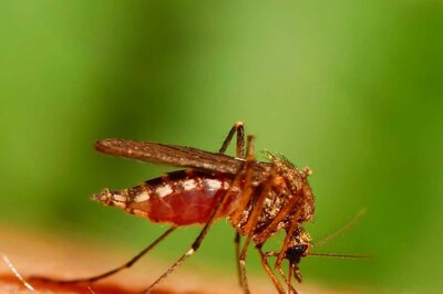 How To Protect Your Child From Mosquitoes This Season? Follow These Simple Tips