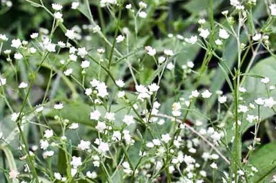 Asthma To Allergy, 7 Harmful Effects Of Parthenium Plant
