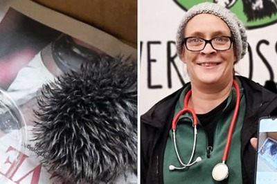 Woman Nurses 'Sick Baby Hedgehog' Overnight Only To Find Out It Was A Hat Bobble