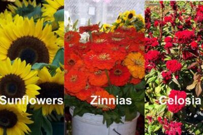 How to Grow Cut Flowers and Sell Them