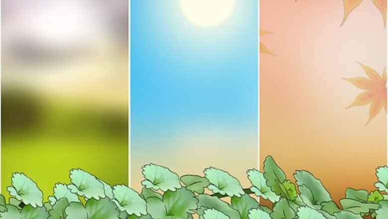 How to Harvest Creeping Charlie