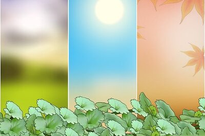 How to Harvest Creeping Charlie