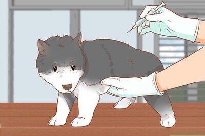 How to Introduce a Dog to a Dog Park