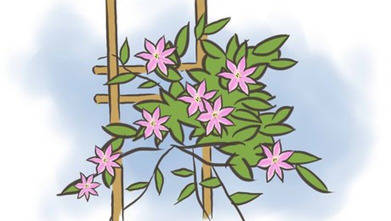 How to Prune Clematis