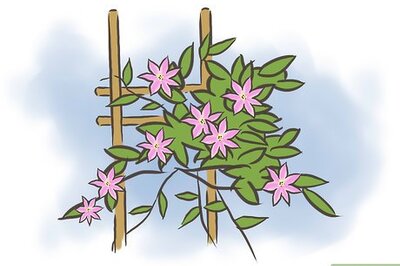 How to Prune Clematis