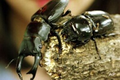 Beetles may help curb wildfire risk
