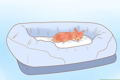How to Spoil a Chihuahua