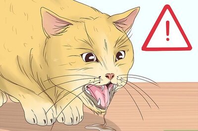 How to Address Nicotine Poisoning in Cats