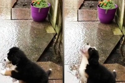 Watch: This Puppy's First Reaction To Rain Is Sheer Joy To Watch