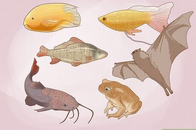 How to Control Midges