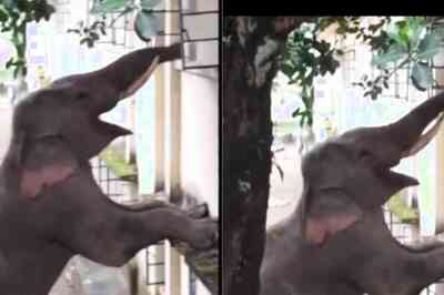 In West Bengal, Elephant Arrives At Binnaguri Army Camp For Food