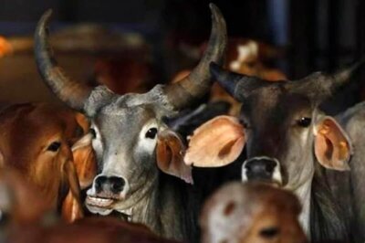 76 Accused of Cow Slaughter Booked Under NSA in Uttar Pradesh so far This Year