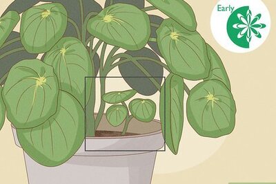 3 Effective Ways to Propagate Pilea Peperomiodes (Chinese Money Plant)