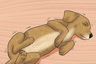 How to Diagnose Epilepsy in Beagles