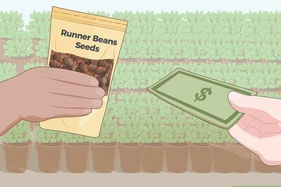 How to Grow Runner Beans