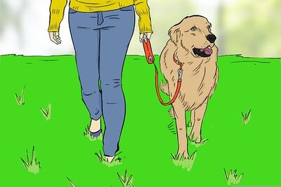 How to Throw a Dog Party