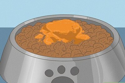 How to Feed Your Dog More Fiber